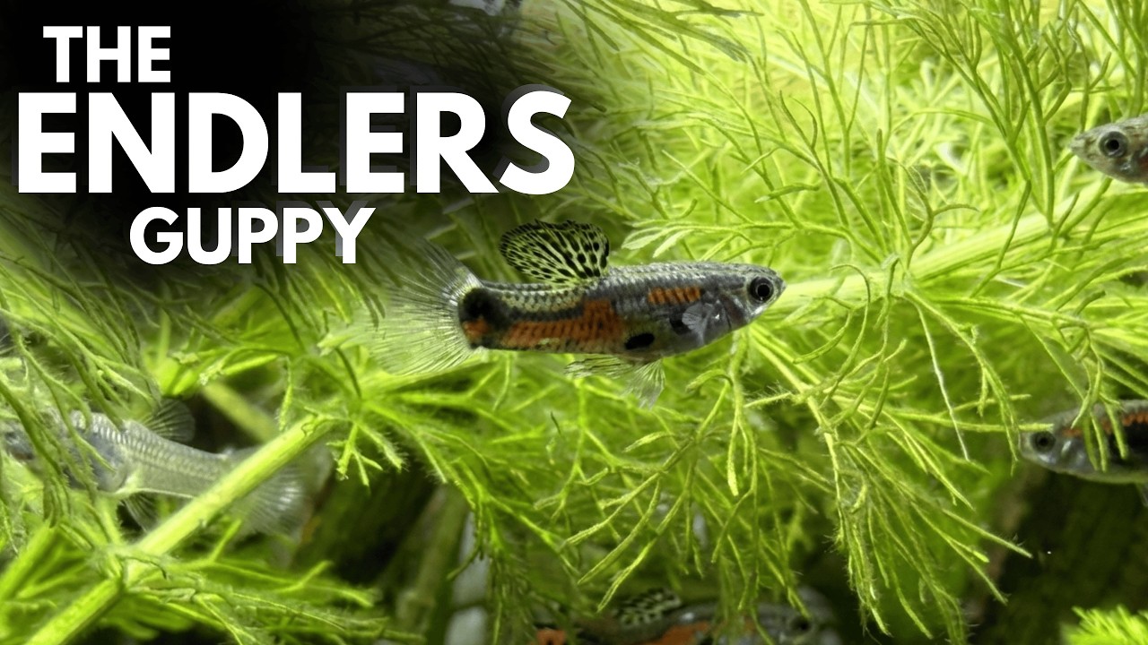 ENDLERS Lifebearers - keeping & breeding, life cycle, biology, history, origins and sexual behavior
