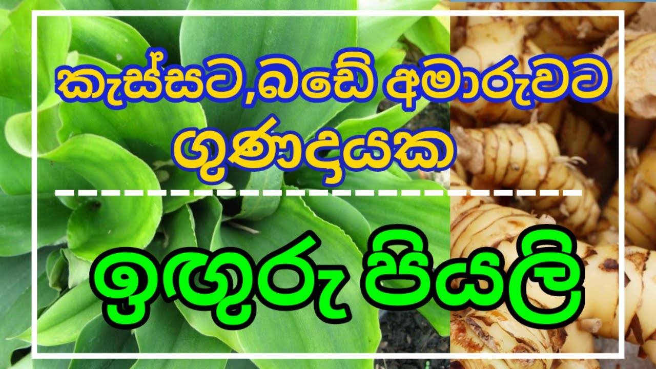 බඩේ අමාරුව,කැස්සට ගුණදායක ඉඟුරු පියලි ඔබේ ගෙවත්තටත් එකතුකරගමු,Grow Java ...