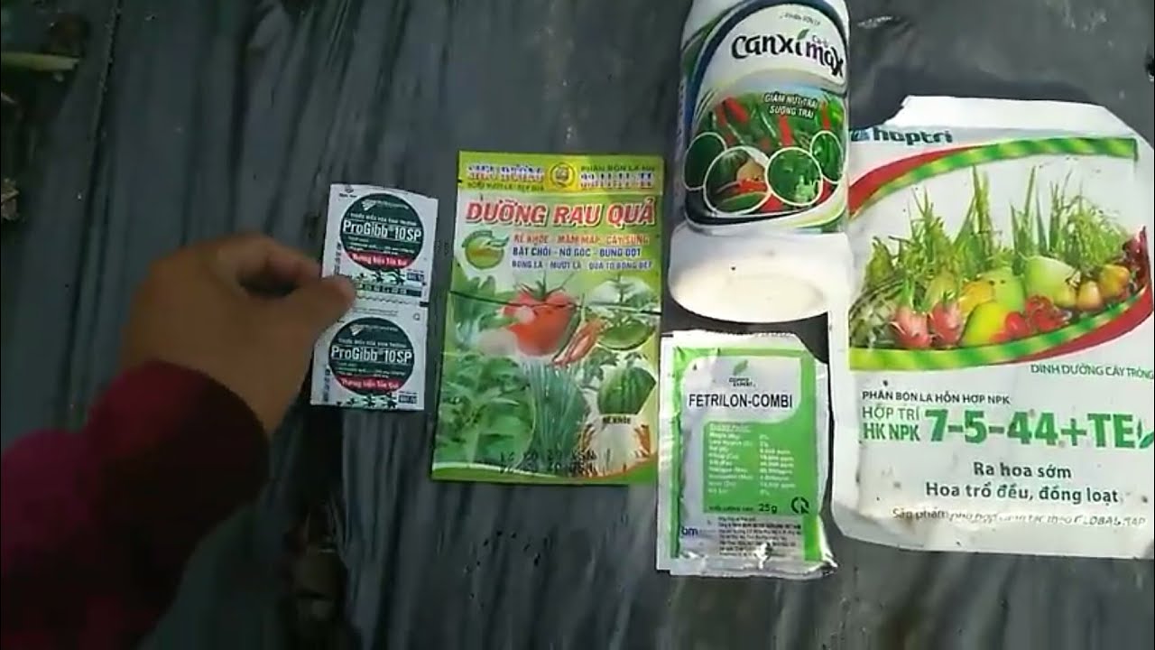 Phun dưỡng thúc dưa hấu lớn trái cử 2 lúc 45 ngày