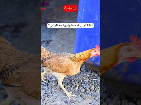 لماذا تميل الدجاجة رأسها عند المشي معلومات دجاج علم حيوانات لماذا مثير حقائق