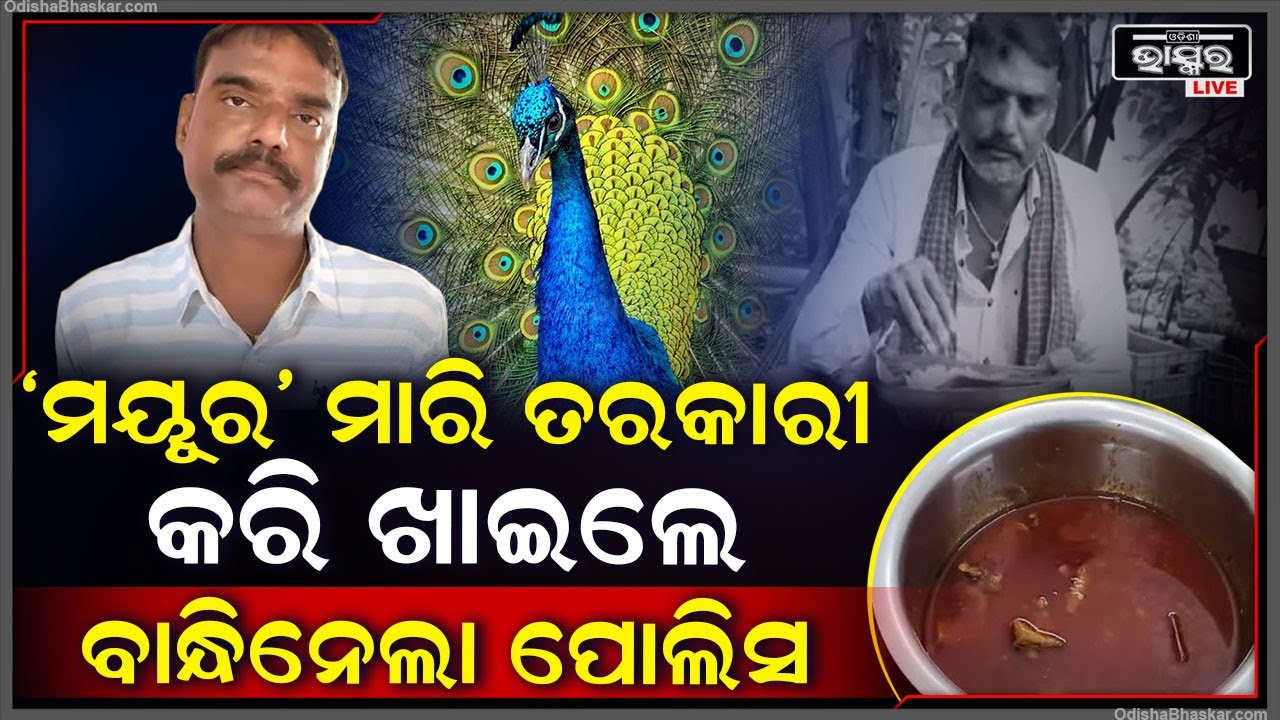 ସବସ୍କ୍ରାଇବର ବଢ଼େଇବା ପାଇଁ ‘ମୟୂର’ ମାରି ତରକାରୀ କରି ଖାଇଥିଲେ । ଏବେ ବାନ୍ଧିନେଲା ପୋଲିସ |