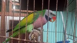 Kicauan Burung Betet Jawa  - Durasi: 1:38. 
