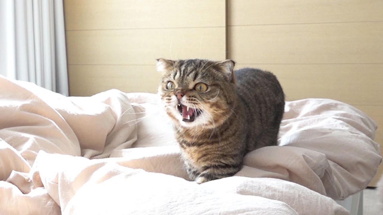 The Hardest Thing Living With Seven Kitties (ENG SUB)