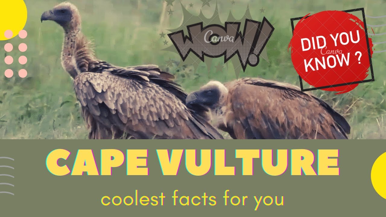 Cape Vulture facts 🦅 Cape Griffon  🦅 "Kolbe's Vulture" 🦅  endemic to Southern Africa