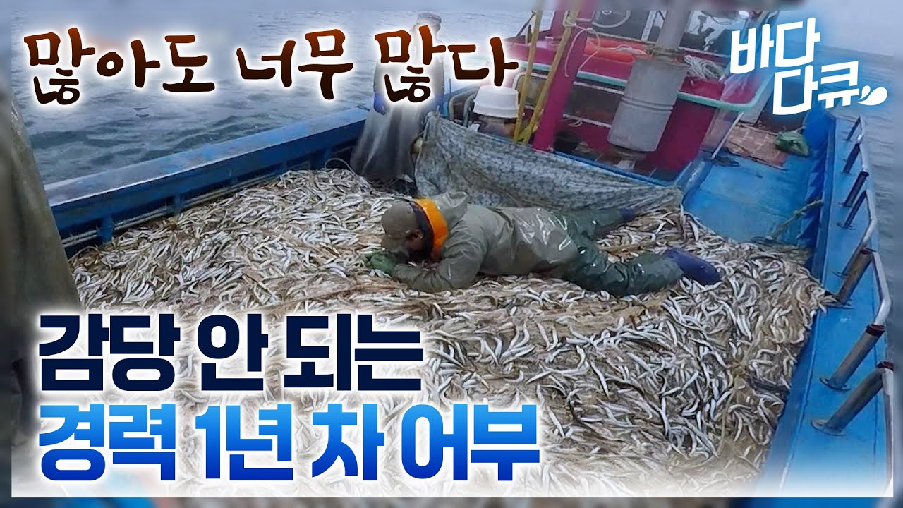 뱃멀미에 넘치는 생선까지... 쉽지 않은 바다 경력 1년 차 어부/ #바다다큐