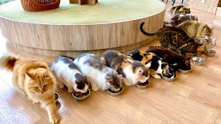 1 MINUTE CAT CAFE FROM HARAJUKU STATION Cat Cafe Tokyo Japan