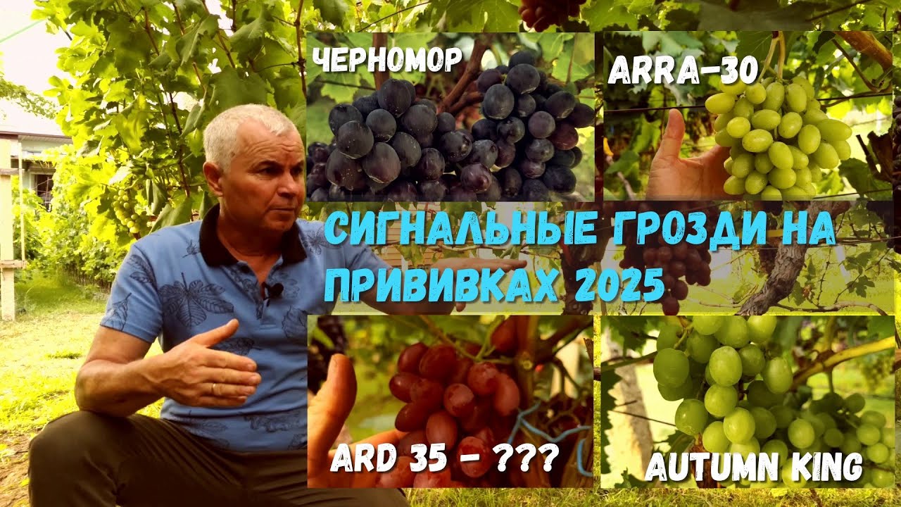 Обзор сигнальных гроздей на прививках 2025 г.