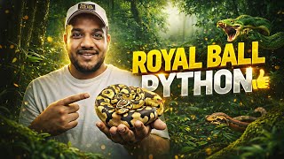 Why Is the Royal Ball Python So Popular? 😳🐍 | Beginner-Friendly Snake Explained | Karnataka Aquarium