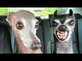 🤣 Funniest 🐶 Dogs And 😻Cats - Try Not To Laugh - Funny Pet Animals' Life 😇