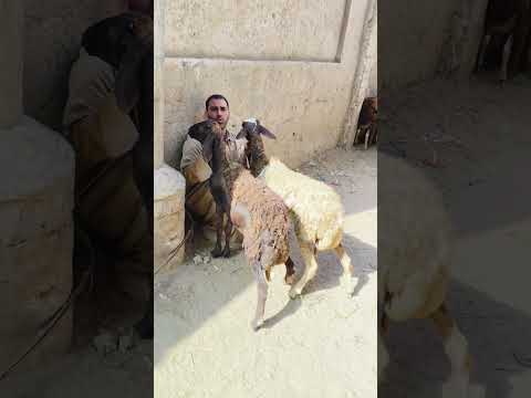 عاااايزين يتجوزوا تااااابع01552482982  0128233716701116932249