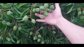 Chống Nắng Nóng Cho Vải Thiều Lục Ngạn l Núi Đồi Lục Ngạn l Luc Ngan Lychees