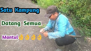 Mikat burung cabe cabean#pikat