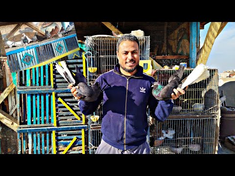 I Got A New Pigeon And Look Where It S Gotten With The Chicks And Pay Attention To This Advi 