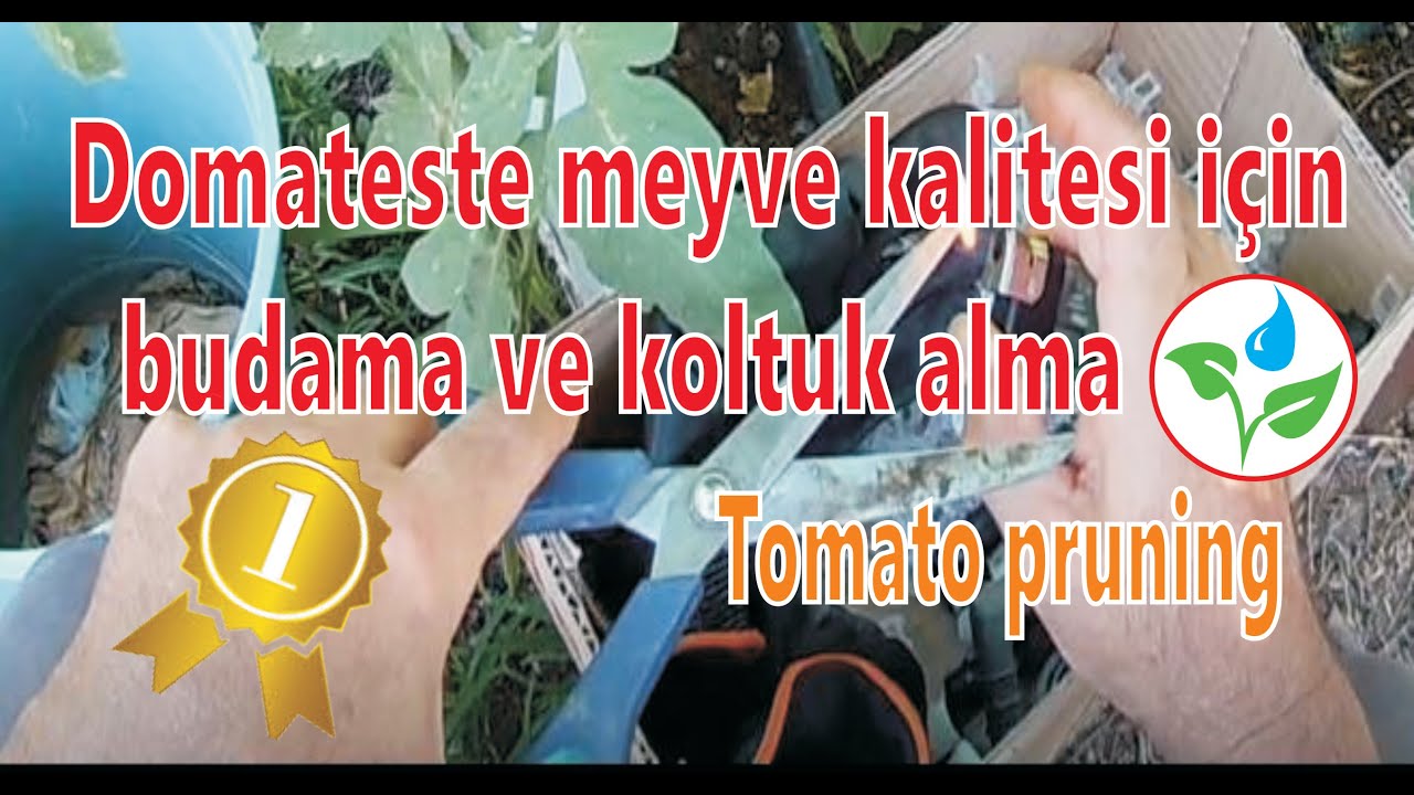 Domateste budama,Domateste koltuk alma , tomato pruning. YouTube