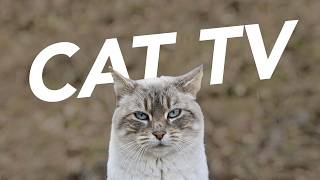 CAT TV - Mixed Entertainment Footage for Cats to Watch! Birds, Fishes and more! 🐠🦜🐈 by Relax My Cat - Relaxing Music for Cats 1,343 views 1 month ago 20 hours