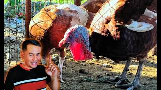 I Finally Got My Dream Turkeys! Red Bourbons Arrive at the Farm