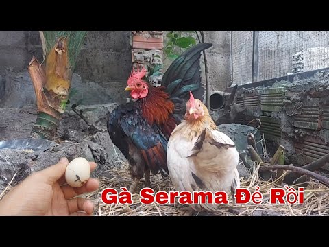 Video Gà Serama Đẻ Trứng - Làm Chuồng Gà / KHÁNH 93 - youtube