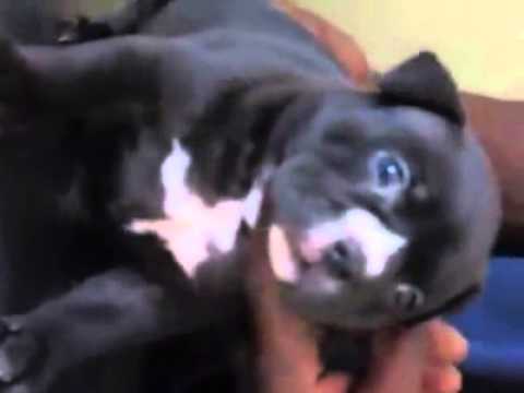 American Bully Puppy puppy paradise