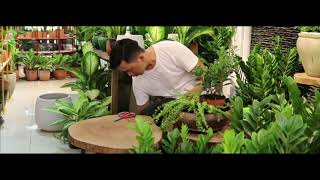 Gh02 Mix Cây Cảnh Cây Da Nhật, Cây Trái Tim Mygardenhouse