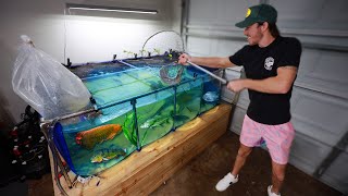 Transferring my FISH out of 500 GALLON POND!!!