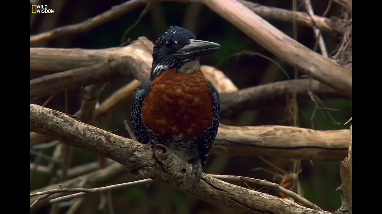 The Leopard Strike Ep.1 – The Silent Approach