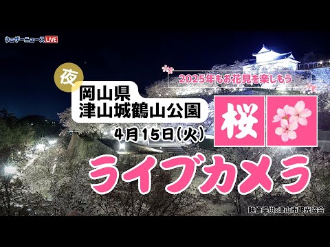 【夜桜ライブカメラ】ソメイヨシノ／「岡山県・津山城鶴山公園」ライブカメラより/Cherry Blossom Live Camera　 2025年4月15日(火)  #桜  #さくら #ソメイヨシノ