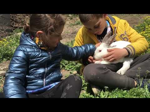 Quarantine period in Arboshiki საკარანტინო ჩანახატი