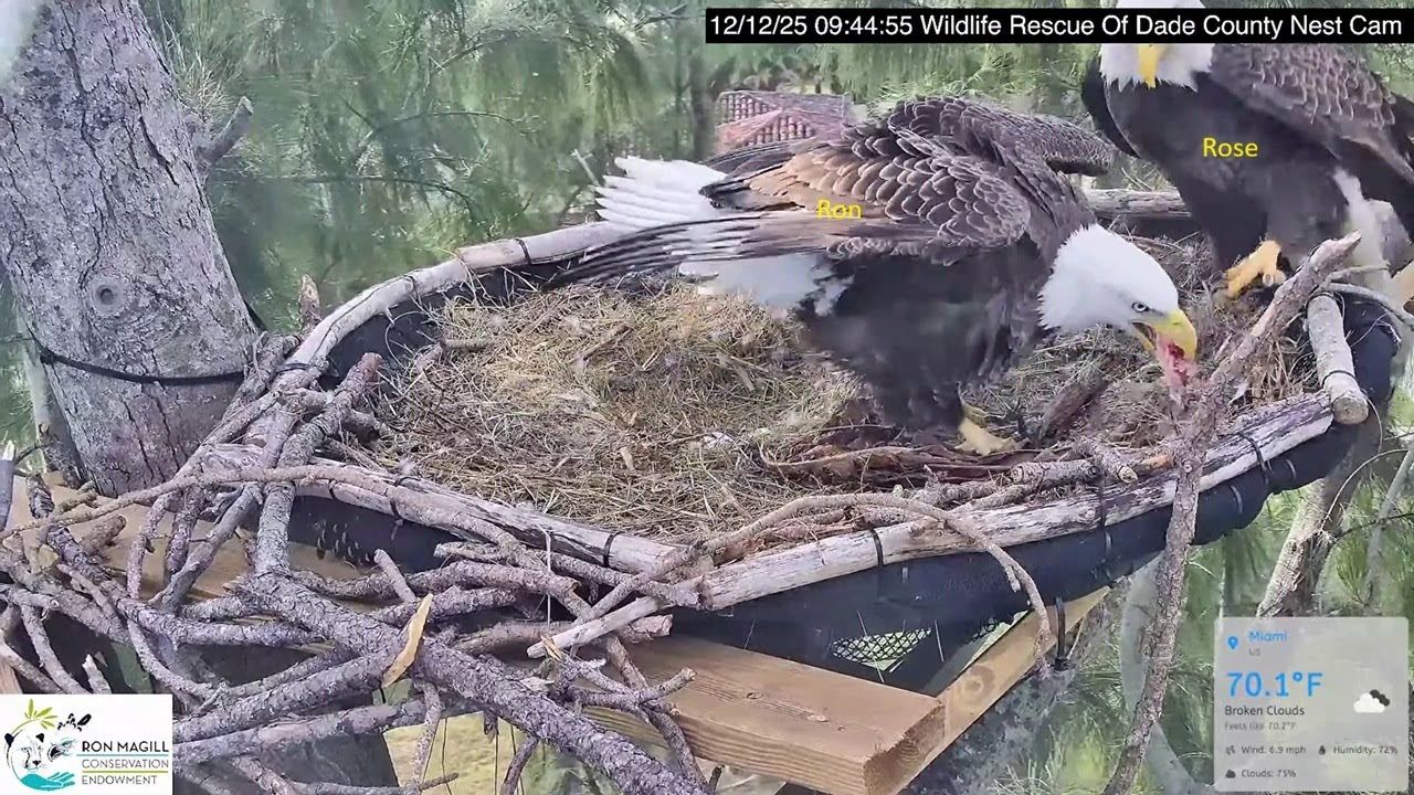 Dade County Eagle: Nice, Rose shares her fish with Ron -- 2025 12 12
