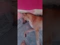 meu cachorro e fougado