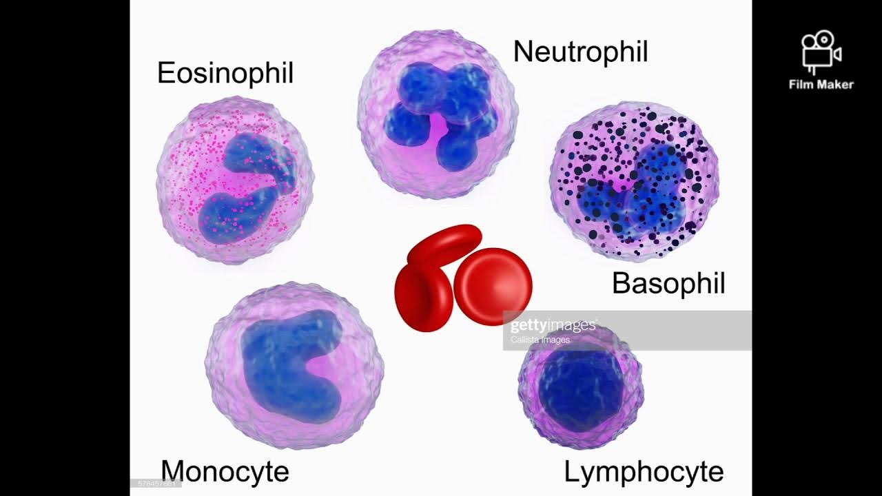 общий анализ крови на латыни расшифровка. базофилы эозинофилы нейтрофилы моноциты и лимфоциты. нейтрофилы лимфоциты эозинофилы. макрофаги нейтрофилы базофилы эозинофилы функции. лейкоциты виды лейкоцитов.