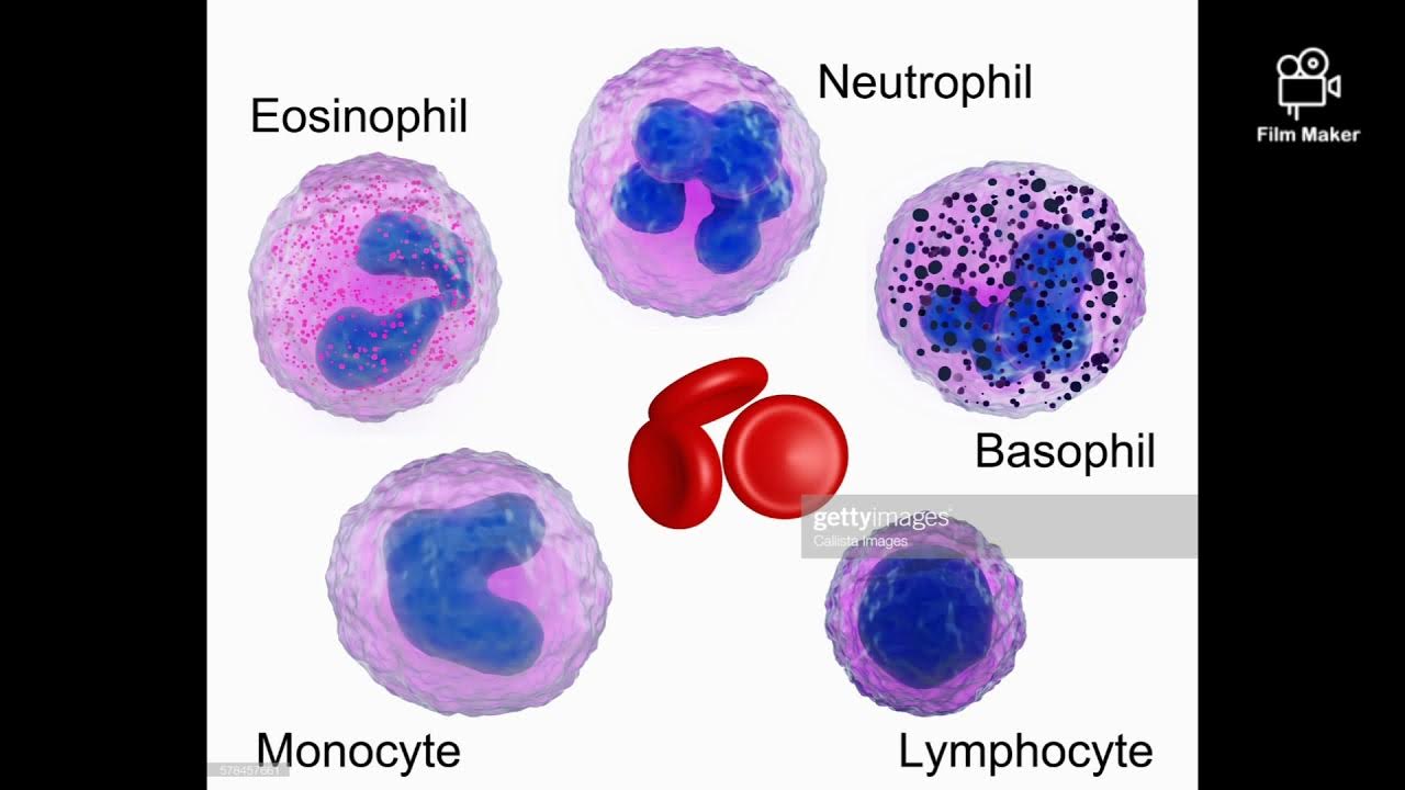 Лейкоциты нейтрофилы эозинофилы. Нейтрофилы лимфоциты моноциты. Базофилы эозинофилы нейтрофилы моноциты и лимфоциты. Базофилы эозинофилы нейтрофилы лимфоциты. Отличия нейтрофилов и эозинофилов.