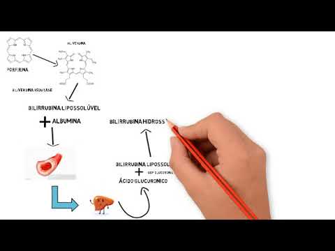 Fisiologia: Metabolismo da bilirrubina
