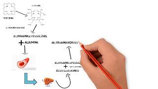 Fisiologia: Metabolismo da bilirrubina