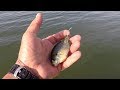 Fishing With Bluegill As Bait