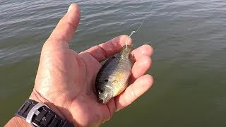 Fishing With Bluegill As Bait