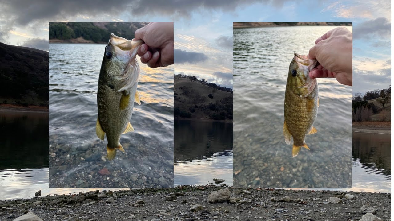 Lake Del Valle Fishing – Jerkbait still working #fishing #fishingvideo #bassfishing #bankfishing