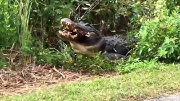 Alligators eats turtle.
