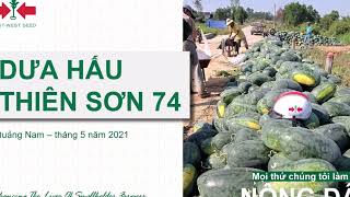 DƯA HẤU THIÊN SƠN 74 CỦA EAST-WEST SEED (HAI MŨI TÊN ĐỎ) TRỒNG VỤ HÈ THU Ở QUẢNG NAM