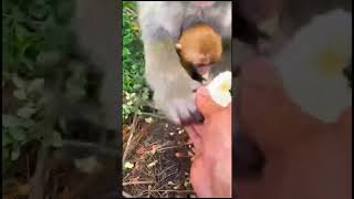 Bajrang Balihanumanjitrending whatsappstatus shortvideo viral animals??