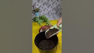 N⁰-348. КАМИЛИЯ ГУЛИНИ ЭКИШ ВА ПАРВАРИШИ ХАКИДА МАЪЛУМОТ😍😍😍