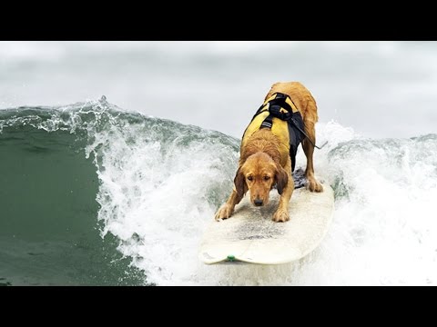 Βίντεο: Surfing Dogs Hang Ten Ten για το τρίτο ετήσιο πρωτάθλημα Norcal World Dog Surfing