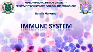 Immune system. Histology