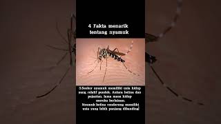 4 Fakta menarik tentang nyamuk! #fakta #unik