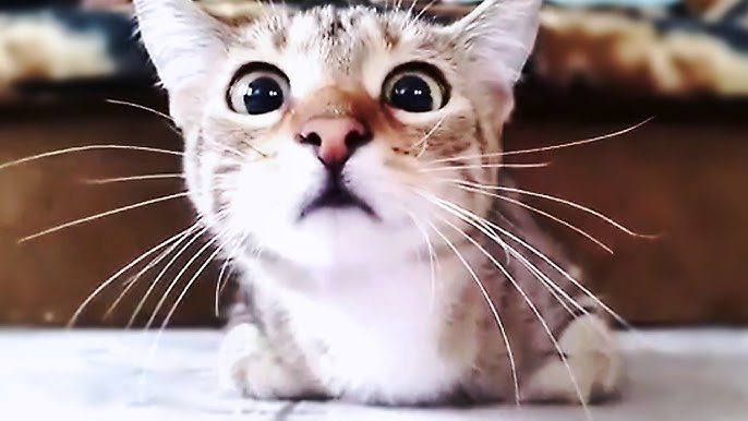 Scared Cats Compilation 2014 part 1 on Make a GIF