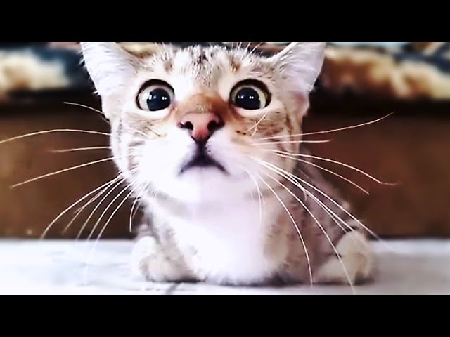 Funny cats scared of random things - Funny cats compilation 