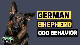 16 Odd Behaviors German Shepherds Do and What They Mean