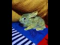 Trending viral shortcute love humanity care pets rabbit shorts