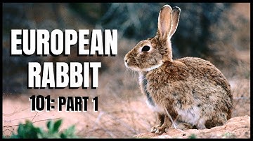 European Rabbit 101: Part 1