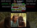 The Orangutan That Held a Man Hostage for 3 Hours #worldhistory #history #shorts