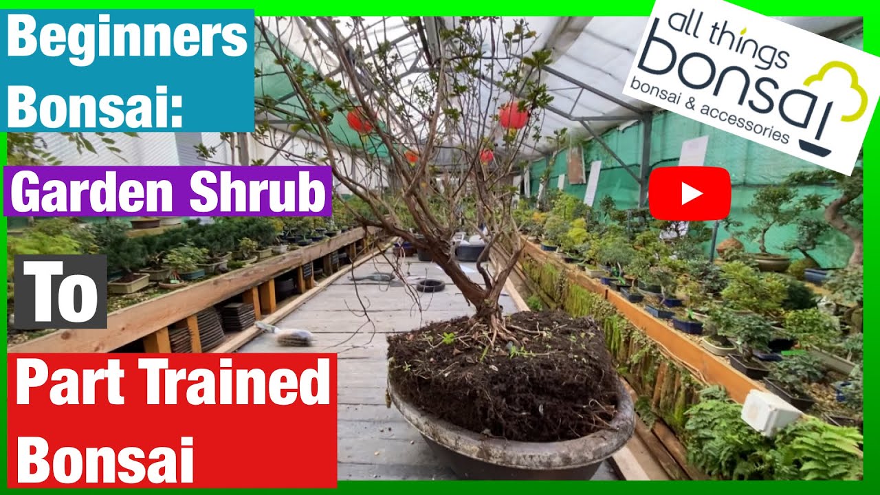 Garden Shrub to Part Trained Bonsai. How to make bonsai trees from garden plants.